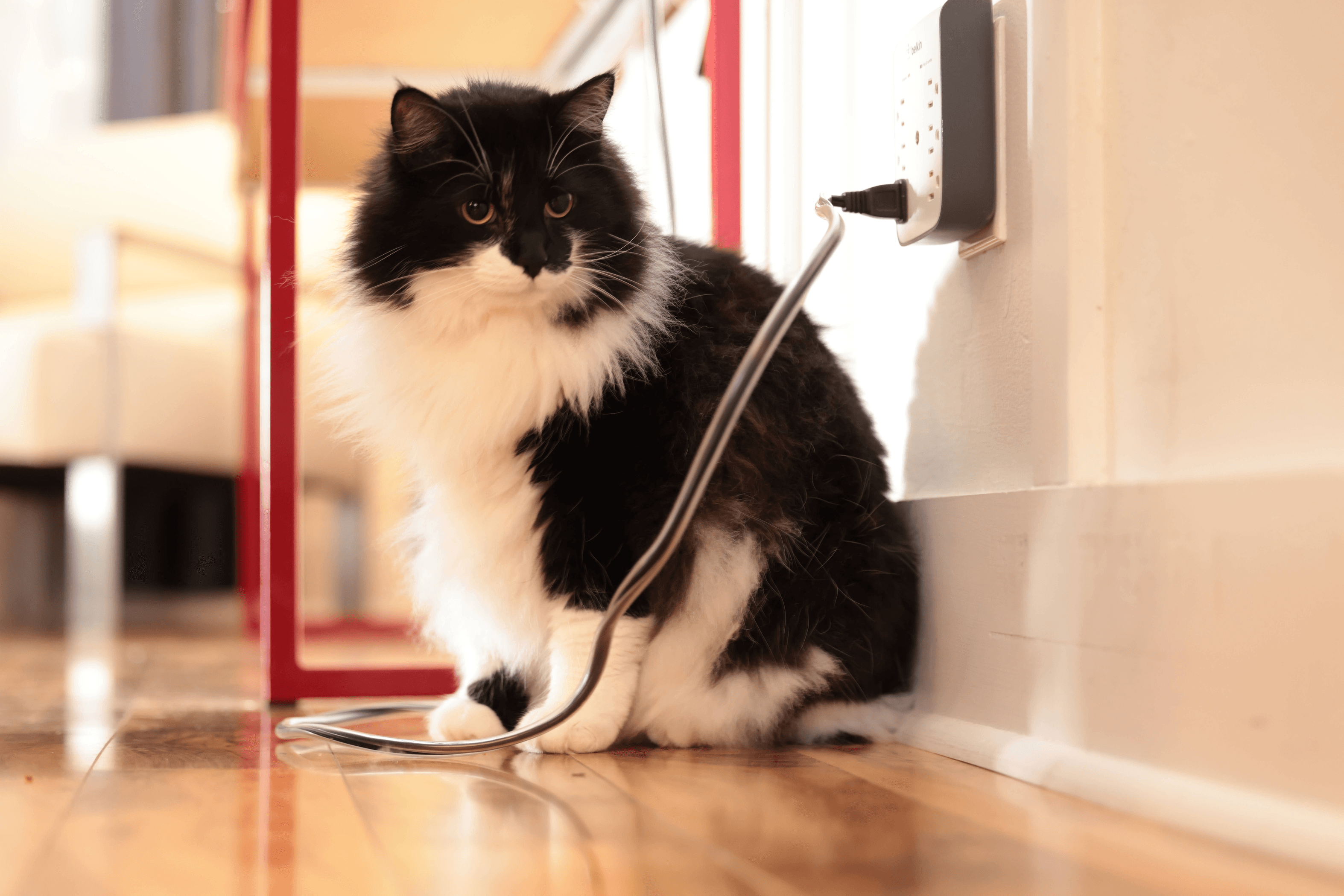 PetCords Universal Cable Protector for Pet Safety-3